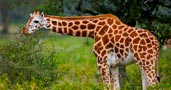 Qatar Airways Holidays Safari In Kenya