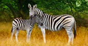 Qatar Airways Holidays safari