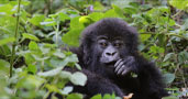Qatar Airways Holidays Safari In Rwanda