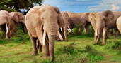 Qatar Airways Holidays Safari In Kenya
