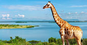 africa safari special offers cape town