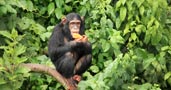 safari special offers 