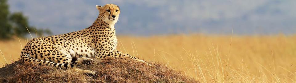 Qatar Airways Holidays - Classic Kenya Safari 