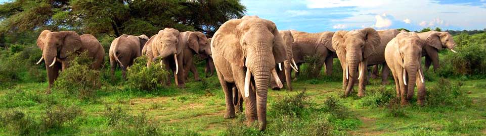 Kenyan Safaris 