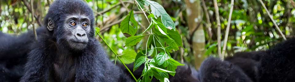 Qatar Airways Holidays Safaris in Rwanda - Gorillas Through the Mist 
