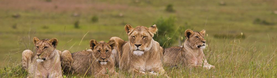 Qatar Airways Holidays - Simba Safari - Tanzania