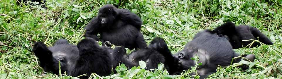 Qatar Airways Holidays Safaris in Rwanda - Gorillas Through the Mist 