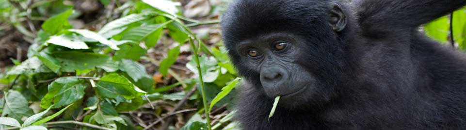 Uganda