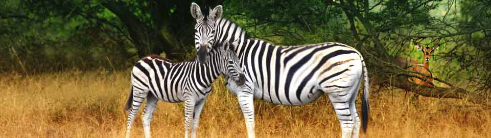 Zebra-Hluhluwe-South-Africa