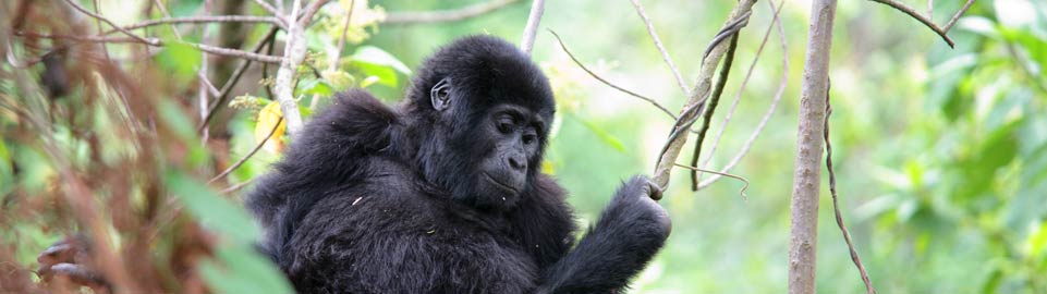 Glimpses of Gorillas