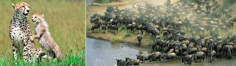 Qatar Airways Holidays Safaris - Karibu Kenya Escapade 