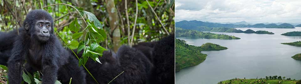 Qatar Airways Holidays - Rwanda Gorilla Safari  