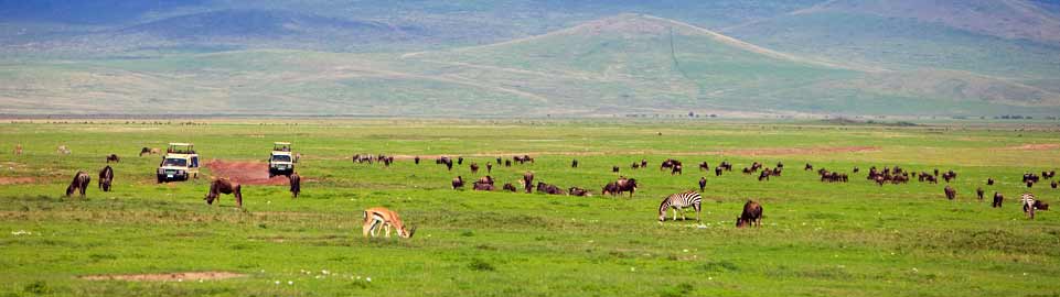 Qatar Airways Holidays Safaris in Kenya
