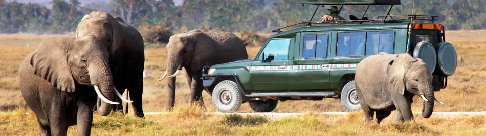 Qatar Airways Holidays - Classic Safari Experience - South Africa