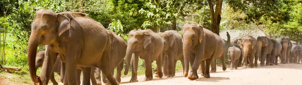 Sri Lanka-Pinnawela-Elephent-Orphanage