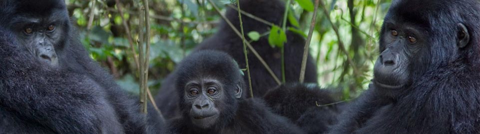 Safaris in Uganda