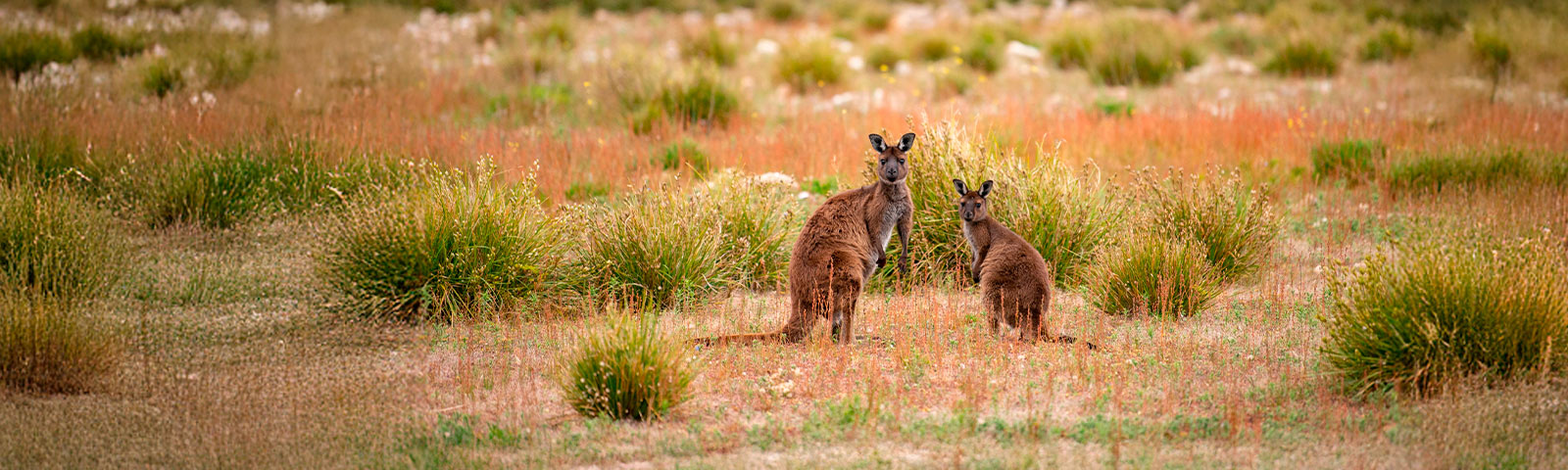 Discover Australia: <br>unforgettable adventures await Use the promo code EURAU25Use the promo code EURAU25