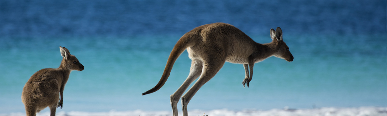 Avustralya uçuşlarında<br/>%10'a varan indirim Macera dolu bir seyahate çıkınMacera dolu bir seyahate çıkın