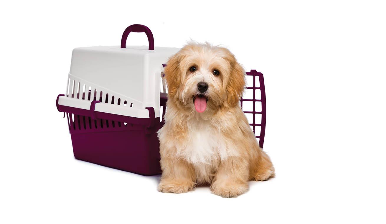Travelling with pets